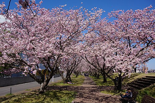 白鴎大学は本当にFラン？いや、偏差値42.5の実力を数字で論破する